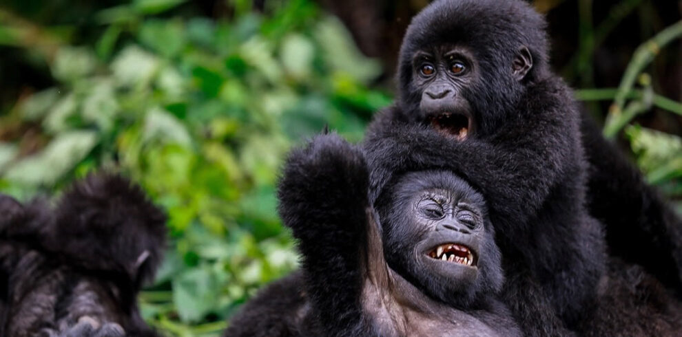 Rwanda gorilla trekking safari featuring mountain gorilla encounters in Volcanoes National Park, volcanic landscapes, and close-up wildlife experiences