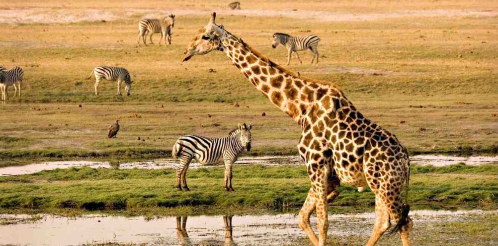 Victoria Falls and Chobe safari featuring riverfront wildlife, elephants, and waterfall experience in Southern Africa