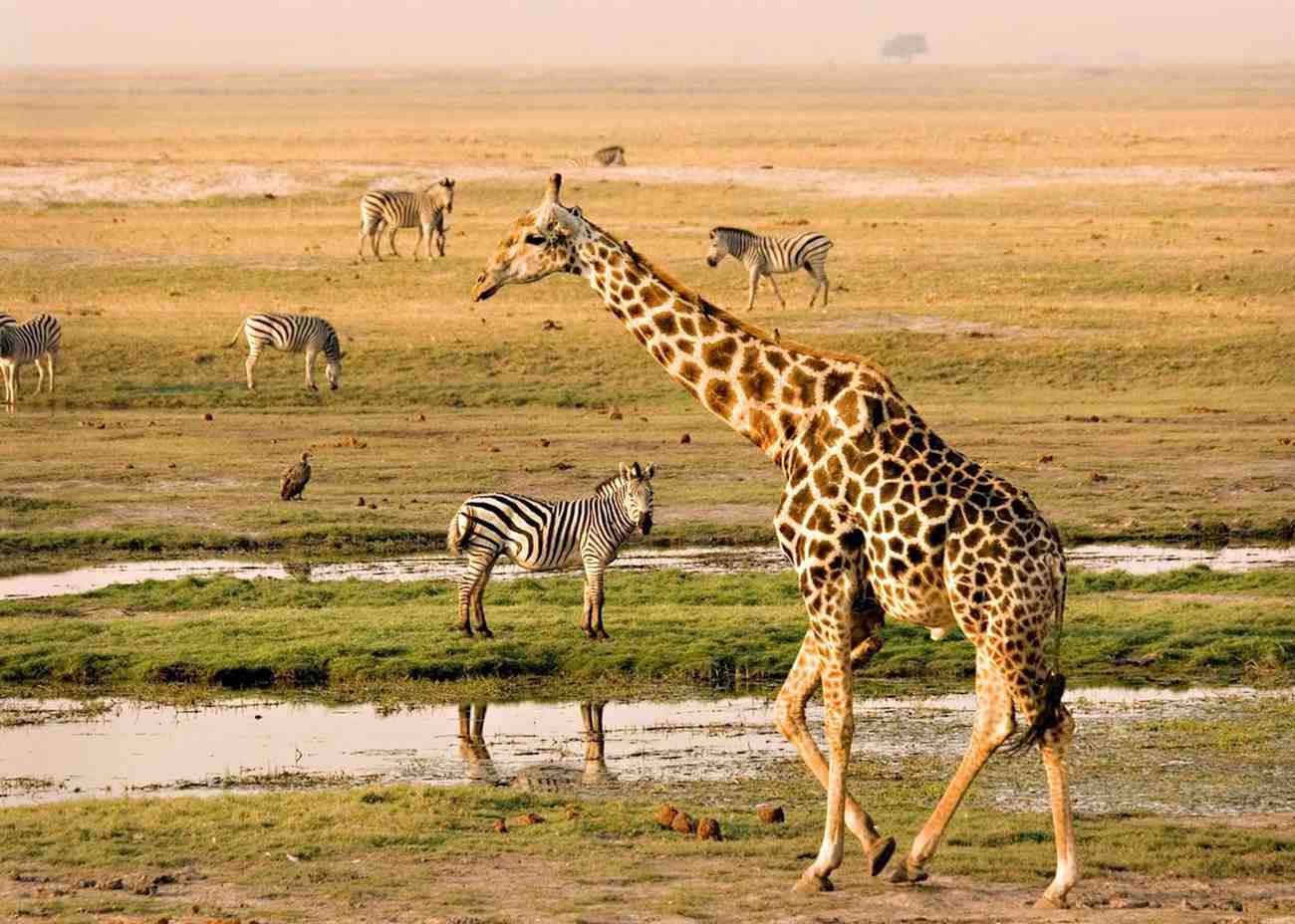 Victoria Falls and Chobe safari featuring riverfront wildlife, elephants, and waterfall experience in Southern Africa