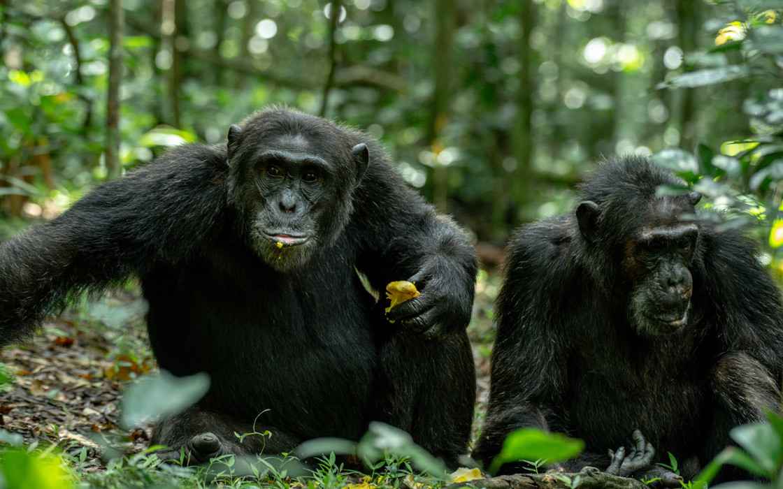 Western Uganda safari featuring mountain gorilla trekking, wildlife parks, forest landscapes, and authentic primate and wildlife experience