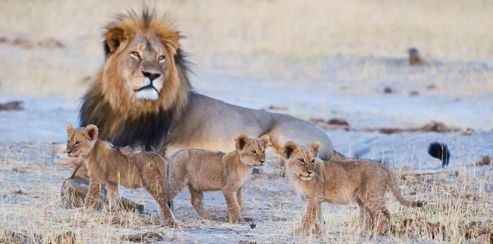 Zimbabwe safari exploring Hwange National Park and Mana Pools with diverse wildlife and wilderness adventure experience.