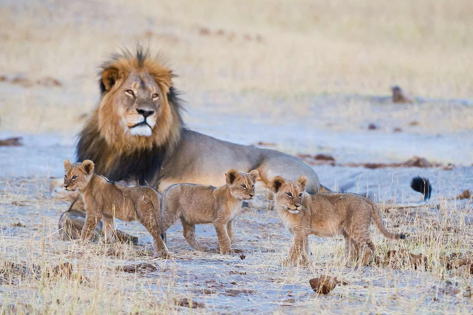 Zimbabwe safari exploring Hwange National Park and Mana Pools with diverse wildlife and wilderness adventure experience.