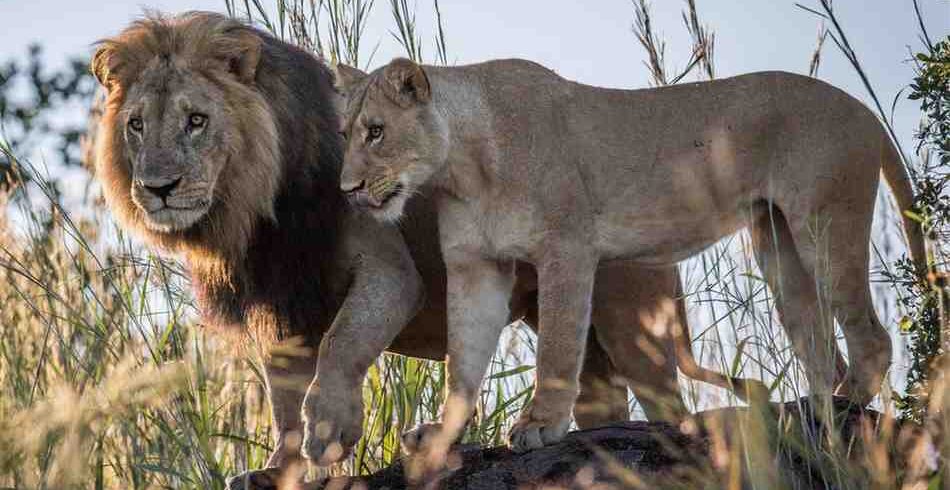 Zimbabwe safari featuring wildlife, dramatic landscapes, and authentic cultural experiences across Southern Africa