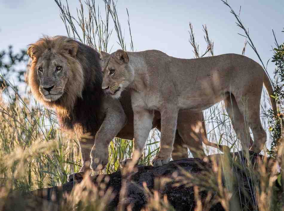 Zimbabwe safari featuring wildlife, dramatic landscapes, and authentic cultural experiences across Southern Africa