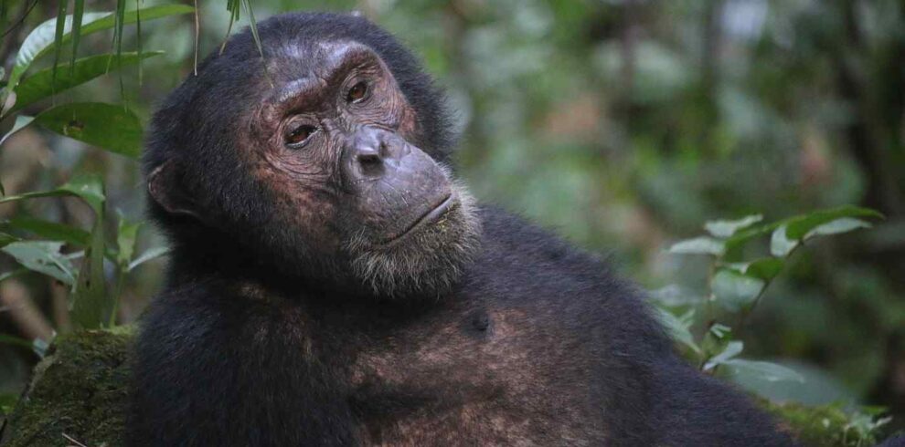 Chimpanzee safari in Tanzania exploring Gombe Stream and Mahale Mountains National Parks with wild chimpanzee encounters.