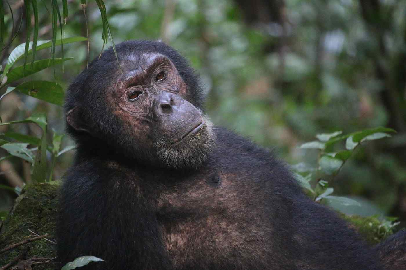 Chimpanzee safari in Tanzania exploring Gombe Stream and Mahale Mountains National Parks with wild chimpanzee encounters.