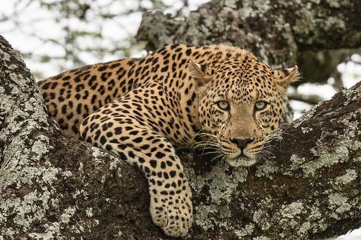 Exclusive Tanzania safari exploring major national parks including Serengeti, Ngorongoro, Tarangire, and diverse wildlife landscapes