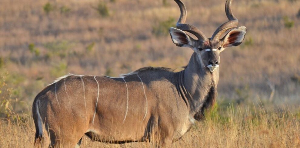 Fly-in Ruaha and Nyerere safari in Tanzania featuring remote wilderness, wildlife encounters, and luxury safari experience