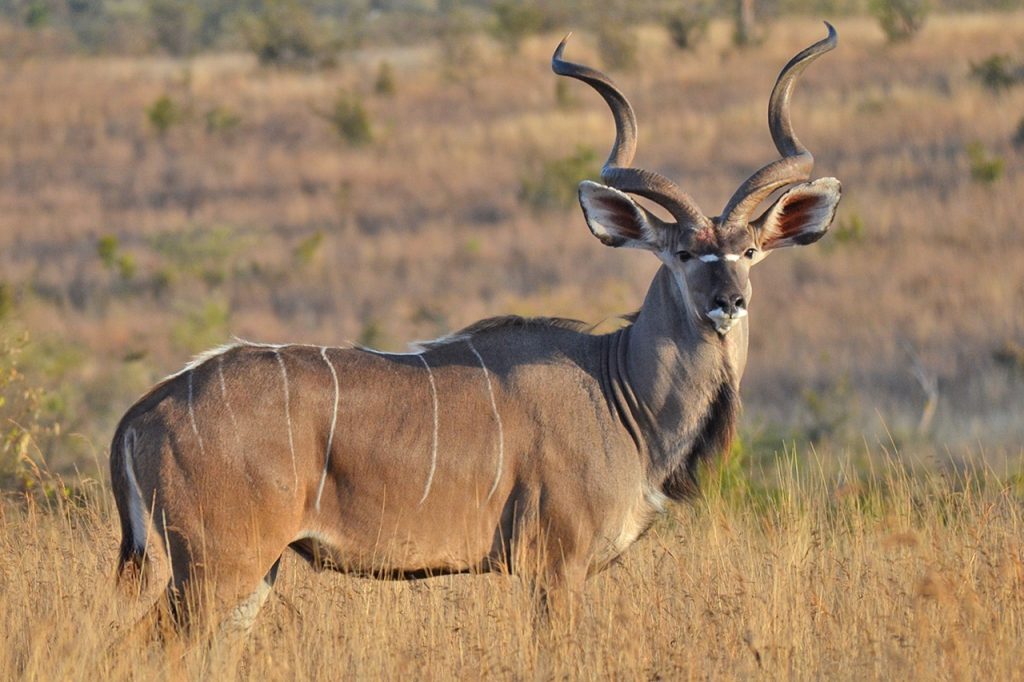 Fly-in Ruaha and Nyerere safari in Tanzania featuring remote wilderness, wildlife encounters, and luxury safari experience