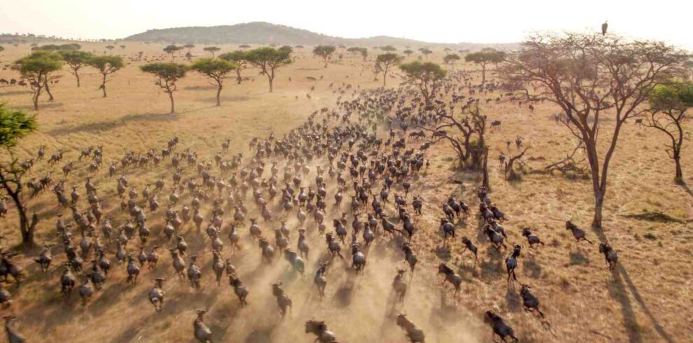 Great Migration luxury safari in Tanzania featuring wildebeest Mara River crossing in the Serengeti wilderness