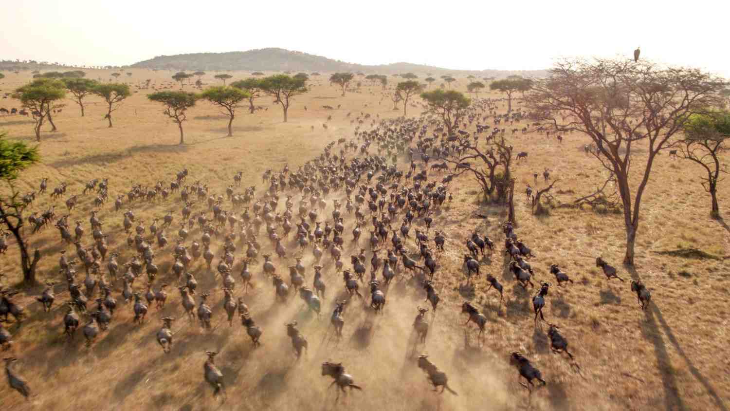 Great Migration luxury safari in Tanzania featuring wildebeest Mara River crossing in the Serengeti wilderness