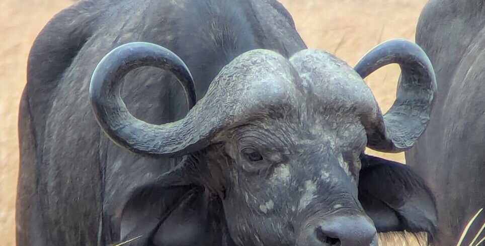Mikumi and Ruaha Big Five safari in Tanzania featuring lions, elephants, and diverse wildlife across Southern Tanzania landscapes