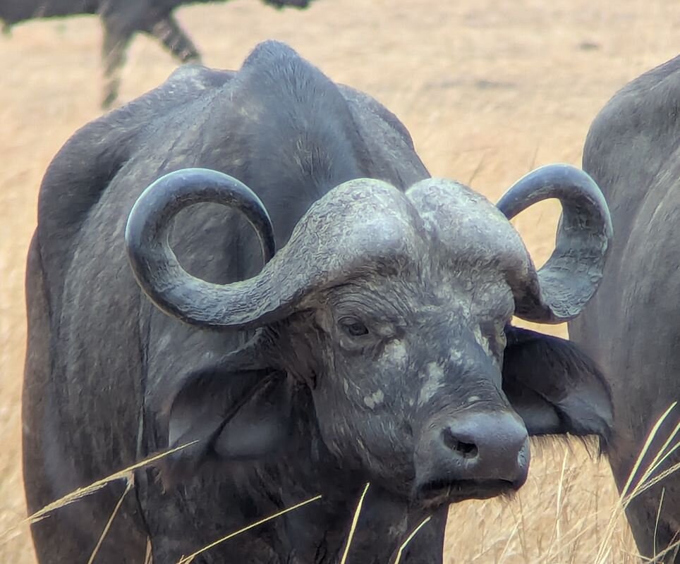 Mikumi and Ruaha Big Five safari in Tanzania featuring lions, elephants, and diverse wildlife across Southern Tanzania landscapes