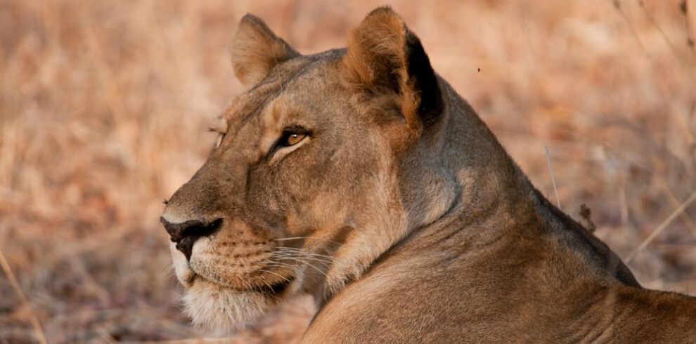 Southern Tanzania safari exploring Mikumi, Udzungwa Mountains, and Ruaha National Park with wildlife and scenic landscapes