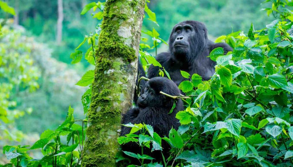 Mountain gorilla in forest habitat