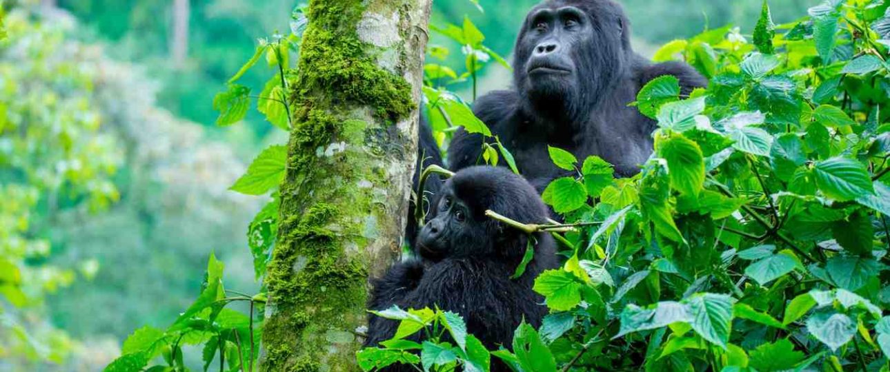 Mountain gorilla in forest habitat