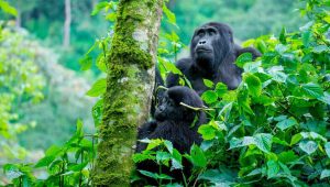 Mountain gorilla in forest habitat