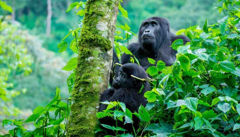 Mountain gorilla in forest habitat
