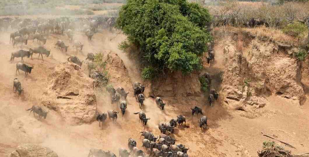 A long line of wildebeest crossing open grassland in the Serengeti
