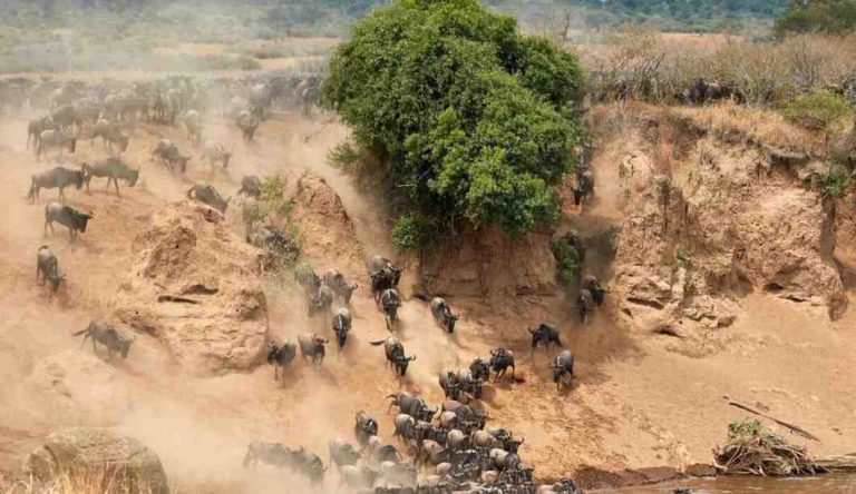 A long line of wildebeest crossing open grassland in the Serengeti