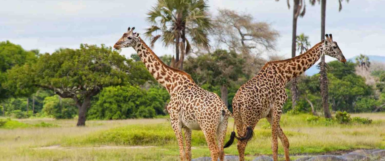 Travellers on a guided walking safari in Katavi, Tanzania