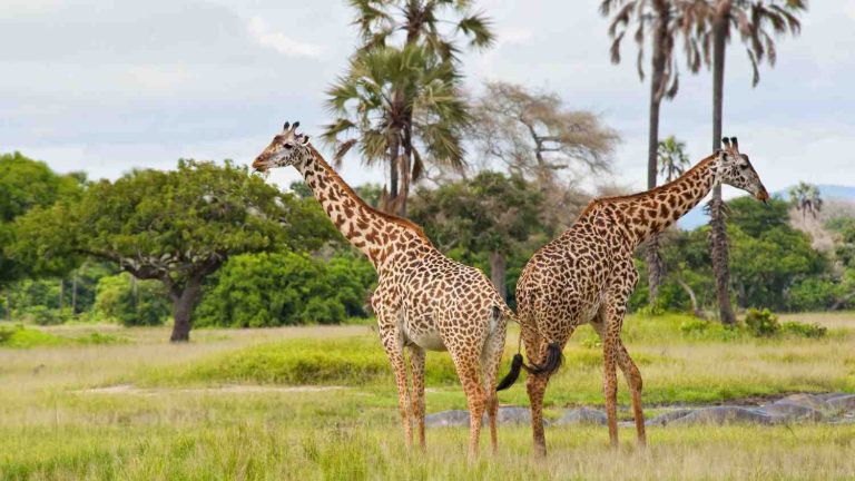 Travellers on a guided walking safari in Katavi, Tanzania