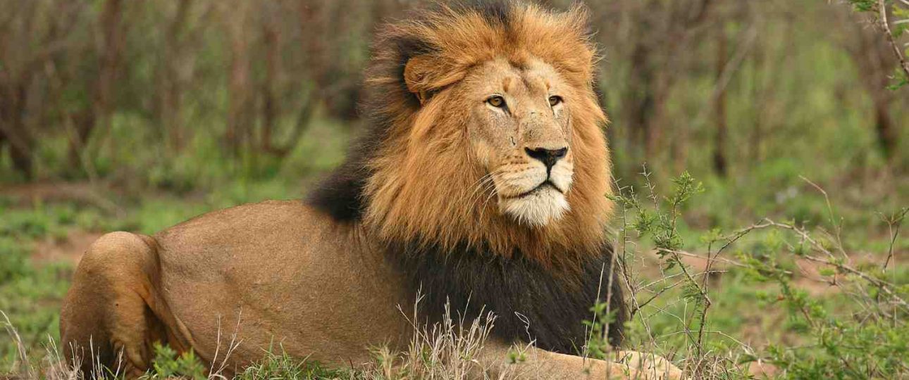 Open wilderness in Ruaha National Park, southern Tanzania