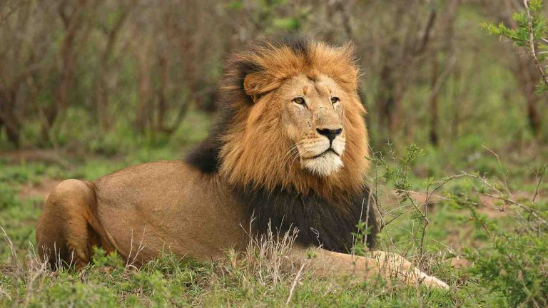 Open wilderness in Ruaha National Park, southern Tanzania