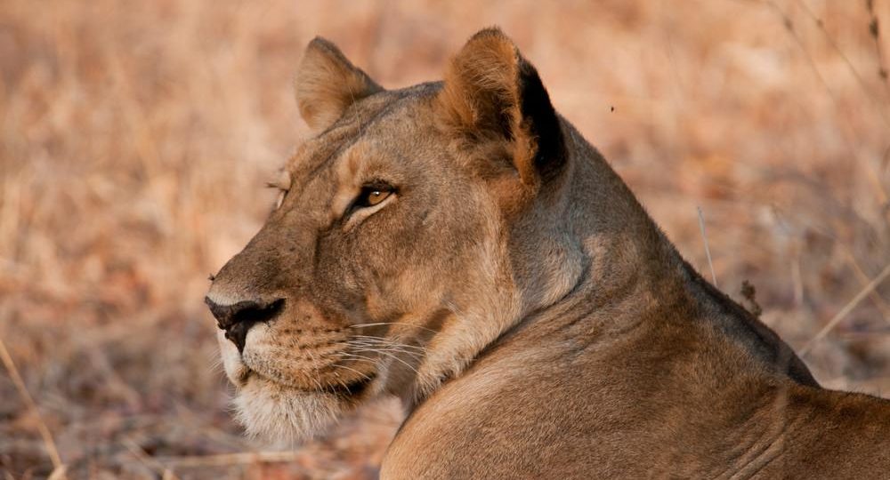A lion in Ruaha National Park, southern Tanzania