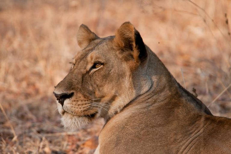 A lion in Ruaha National Park, southern Tanzania